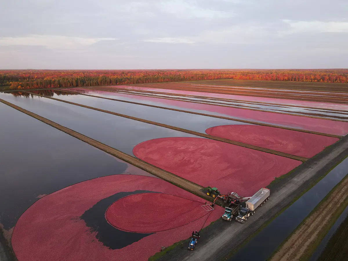 Food Processing